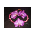 Set phalaenopsis