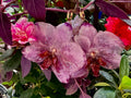 Aretes phalaenopsis