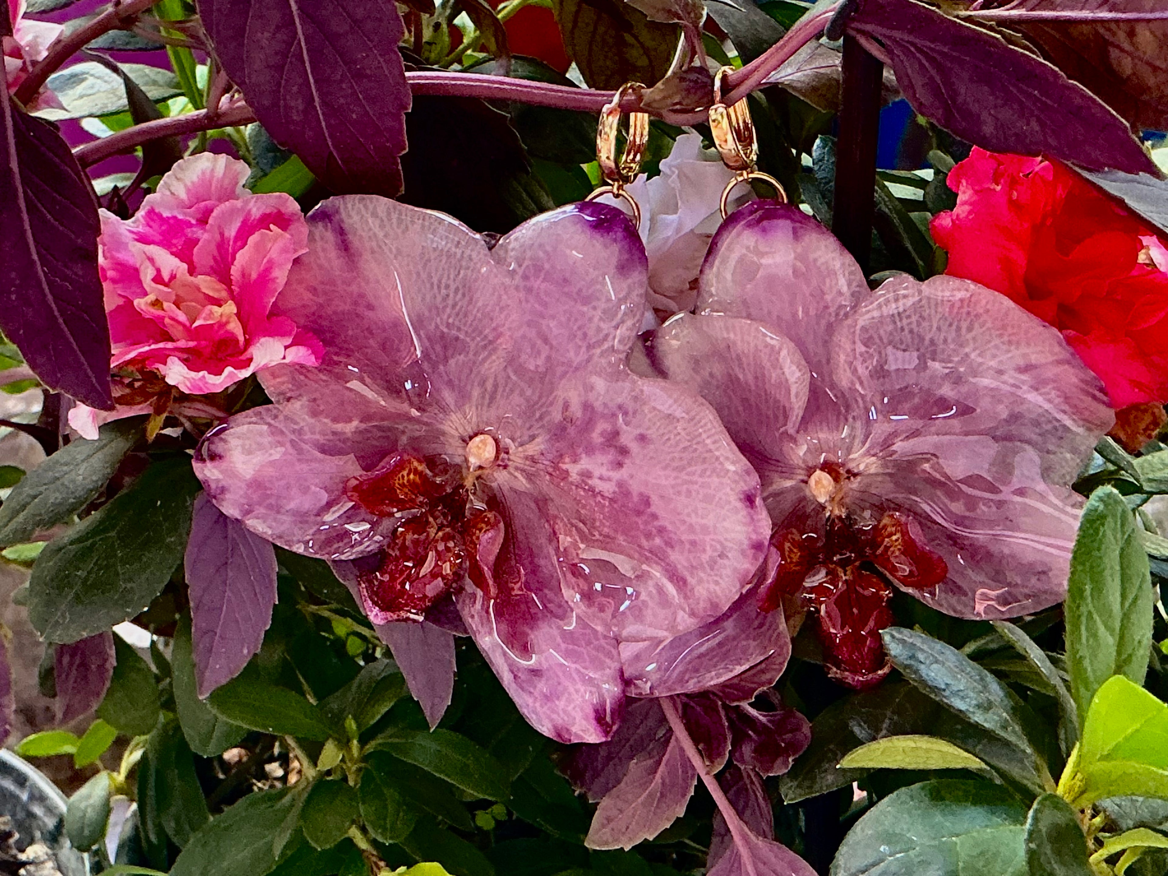 Aretes phalaenopsis