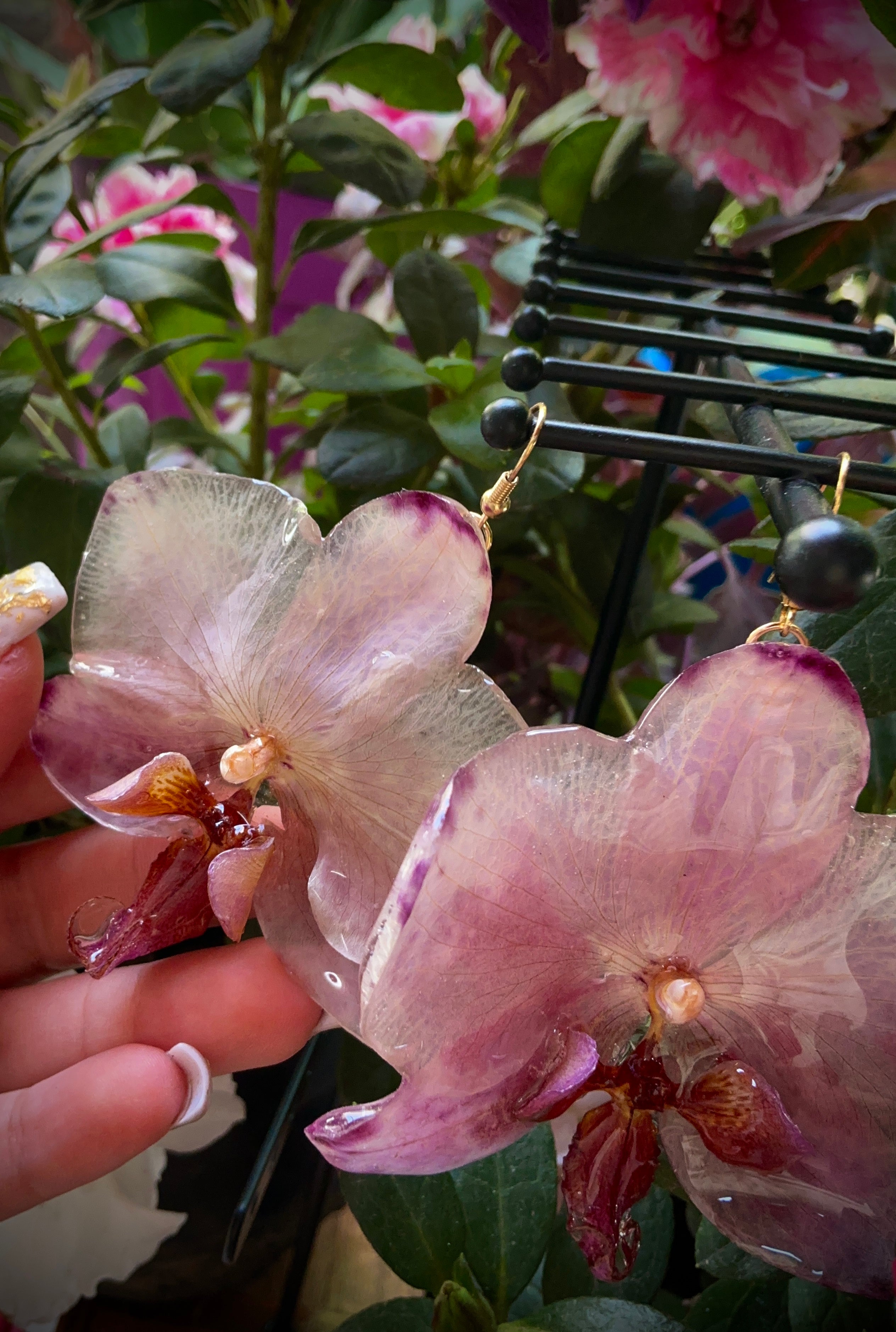 Aretes phalaenopsis