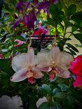 Aretes phalaenopsis