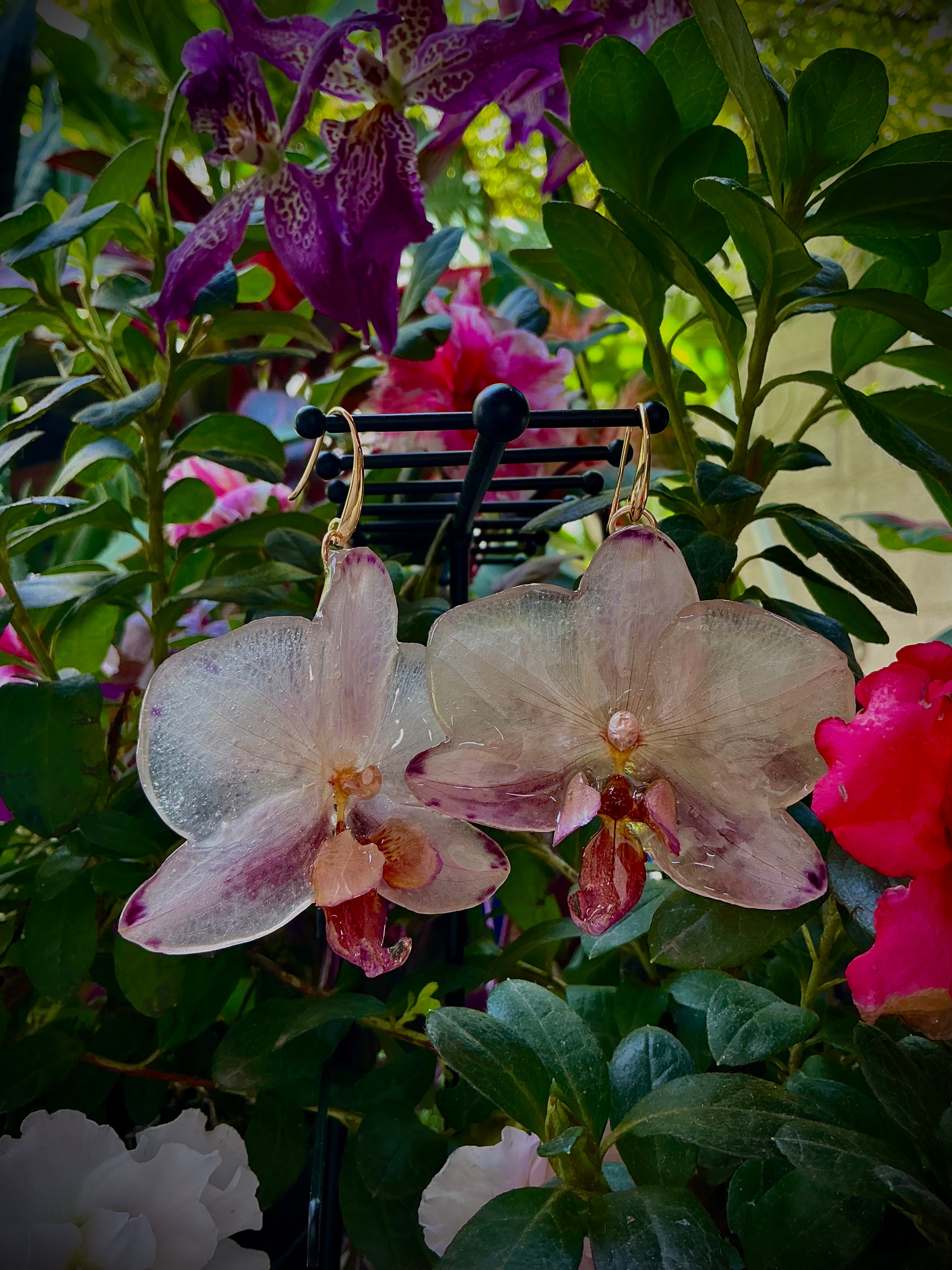 Aretes phalaenopsis