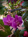 Set phalaenopsis