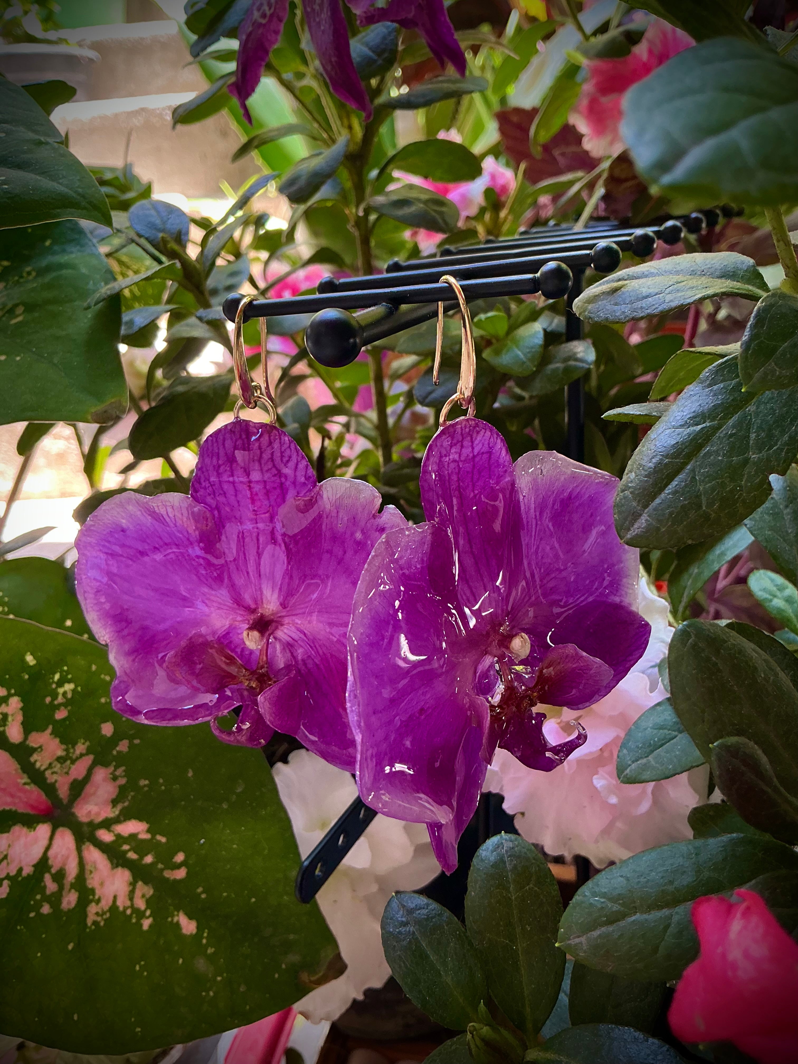 Set phalaenopsis