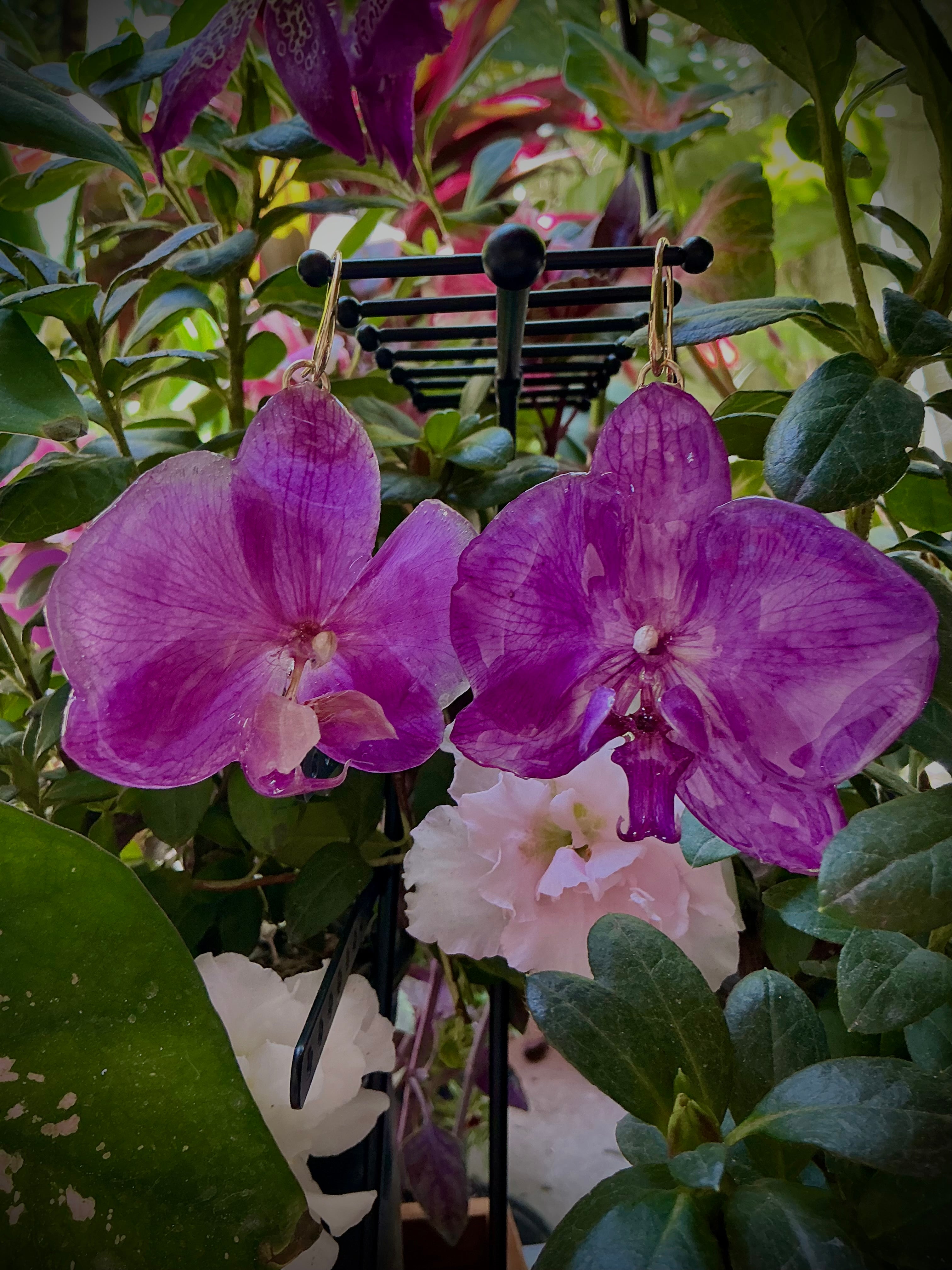 Aretes phalaenopsis