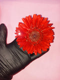 Pasador gerbera