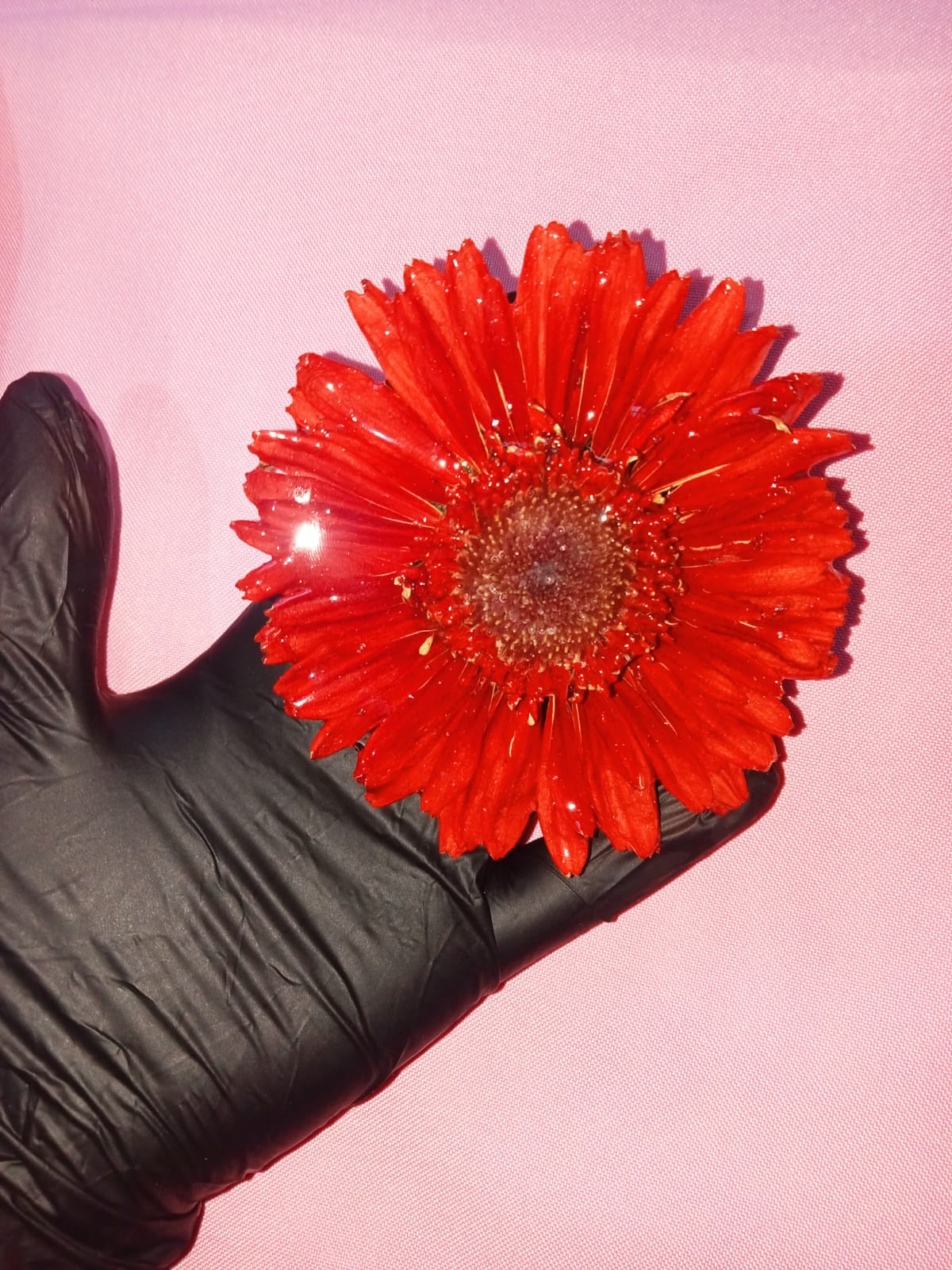 Pasador gerbera